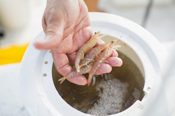 Fresh bait setup for fishing trips